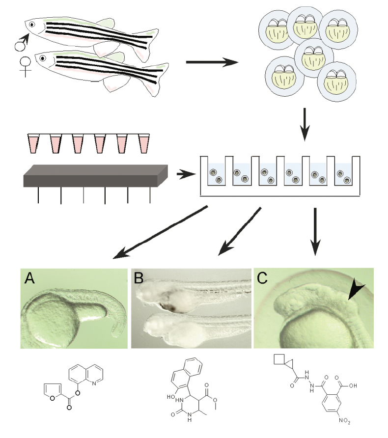 Screening Image